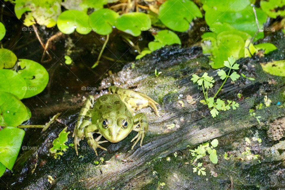 Frog in the Arkutino marsh lagoon, part of Ropotamo Natural Reserve, Primorsko, Bulgaria