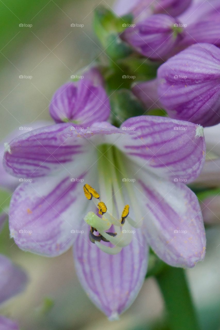 Closeup of striated lavender and white Hosta blossom