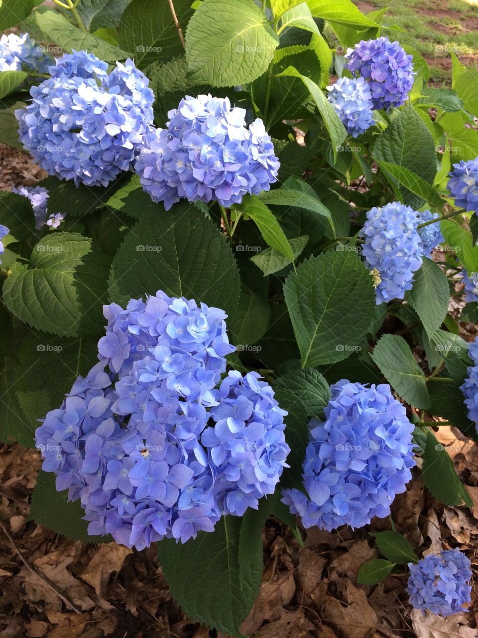 Hydrangea 