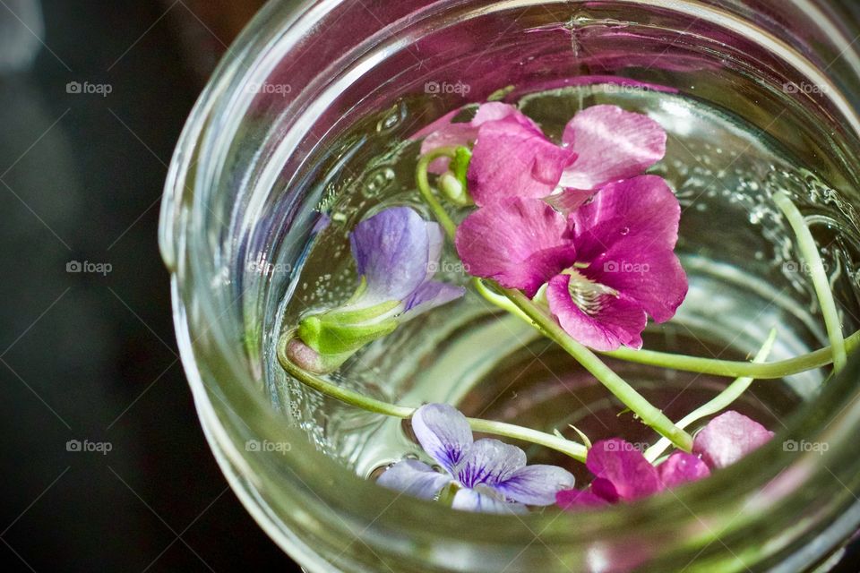 Little wild violets floating in water in a small mason jar 