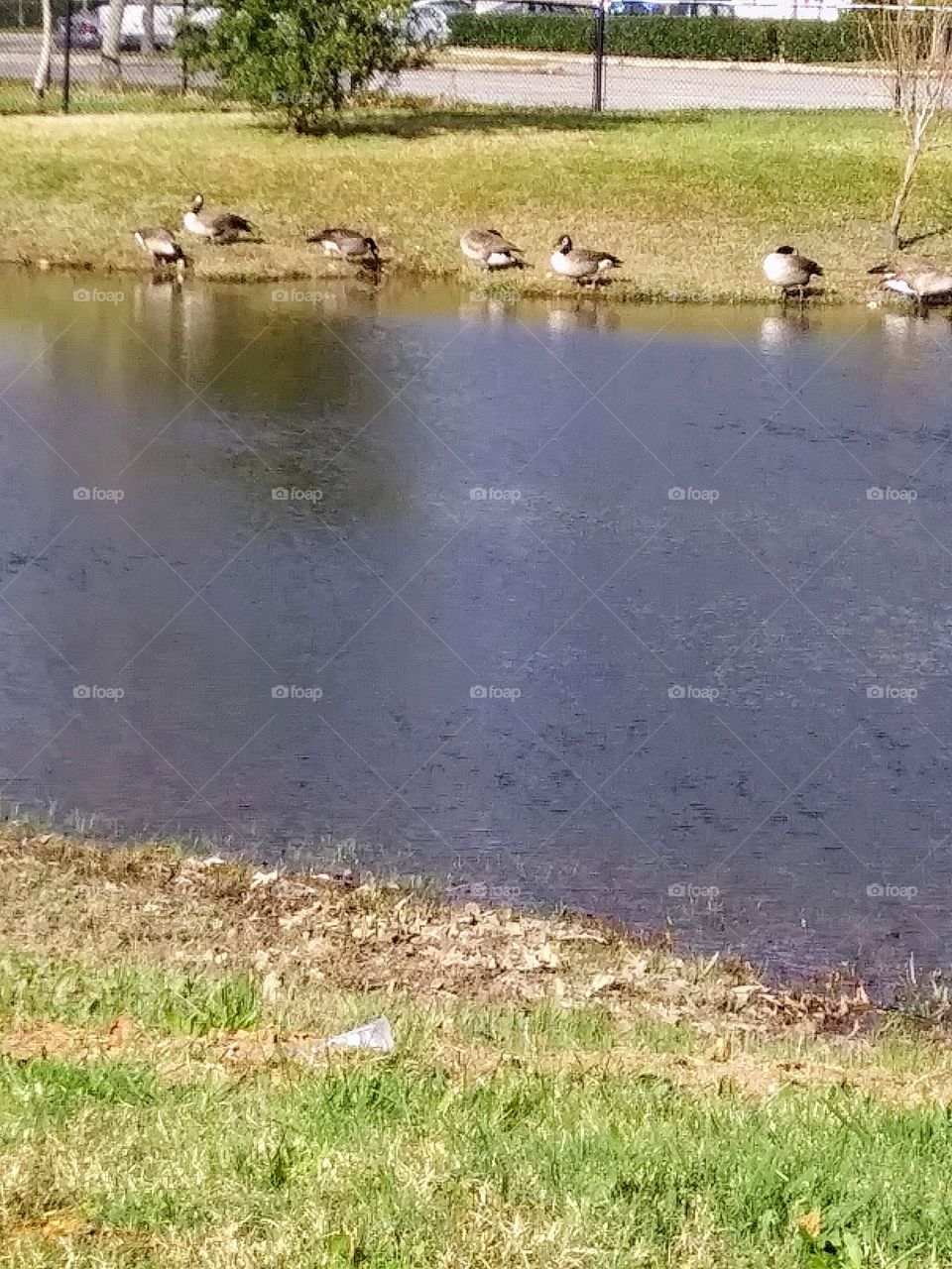 geese by a pond