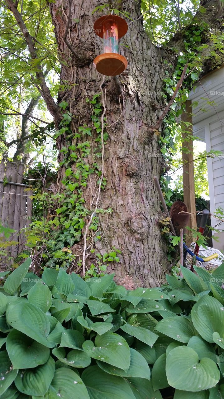 Large tree in backyard
