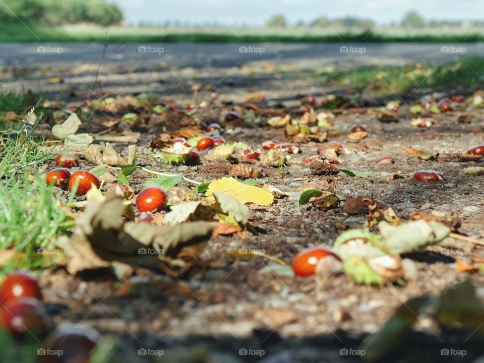 Fallen chestnuts in nature