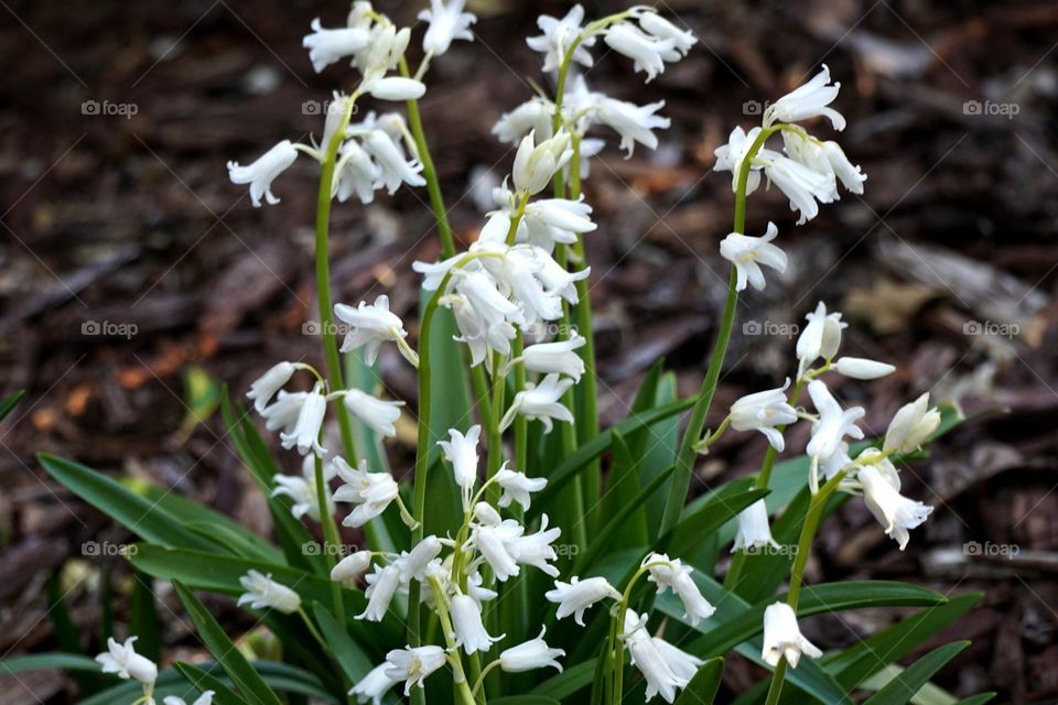 Dainty bell-shaped flowers 