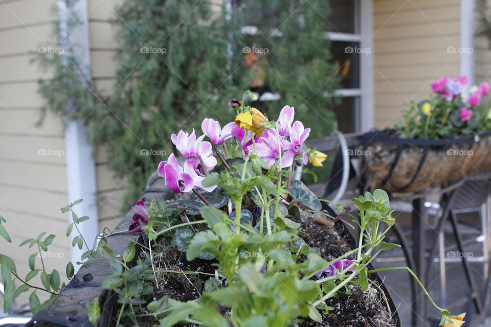 Flower, Garden, Flora, Nature, Blooming