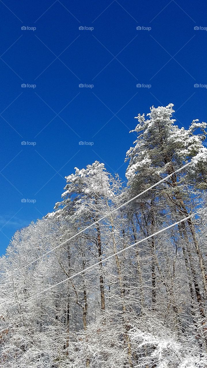 snowy trees against very blue sky