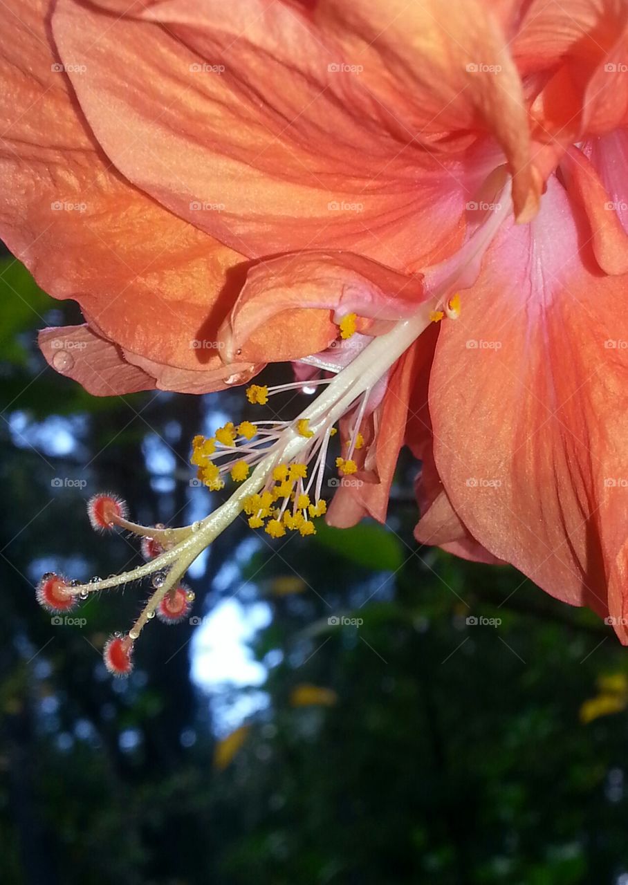 double ruffle hibiscus