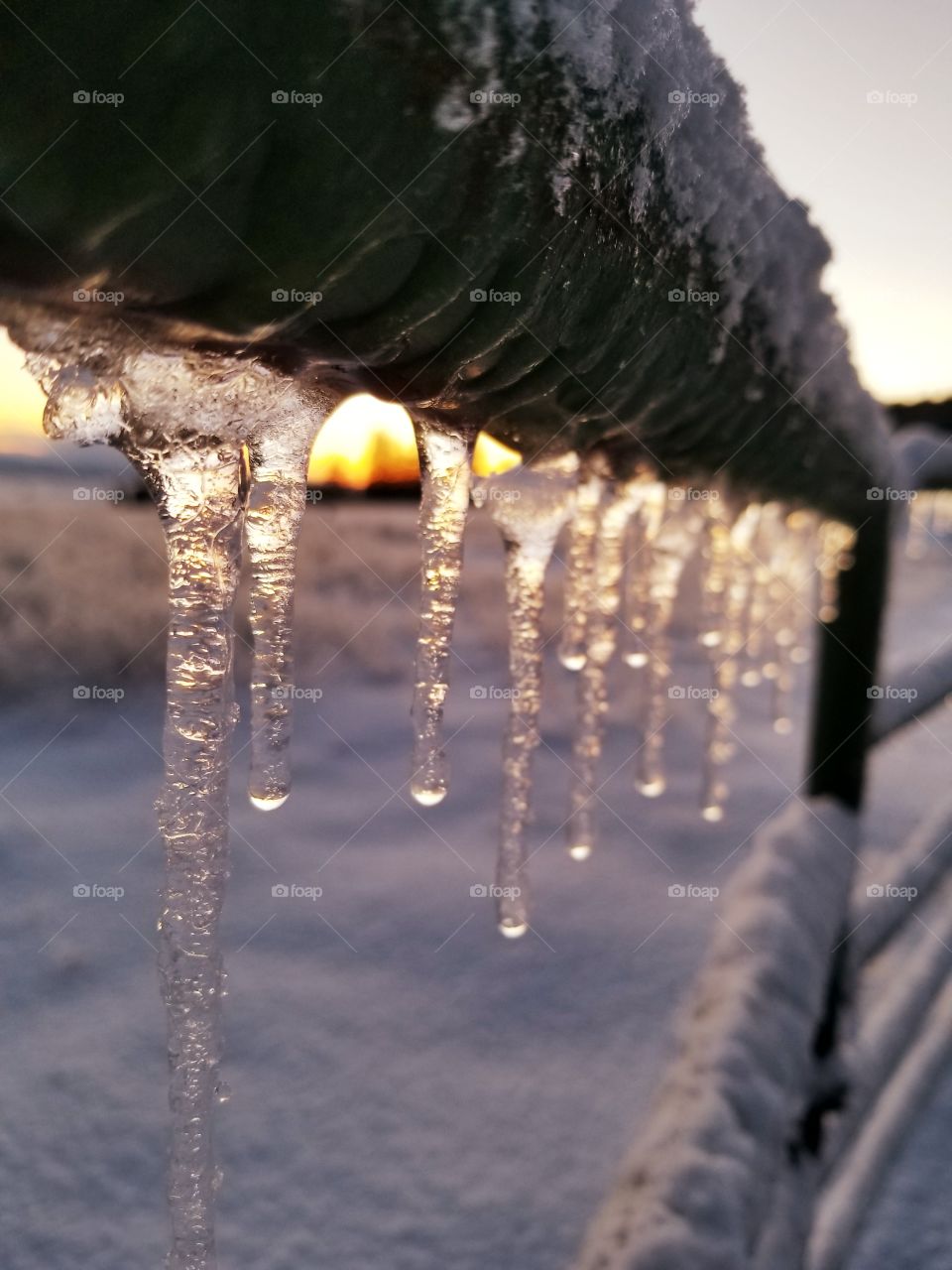 Frozen Mornings