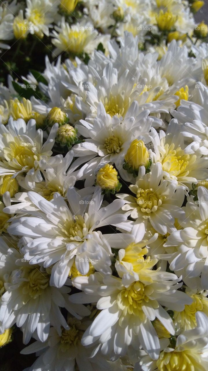 yellow and white mums