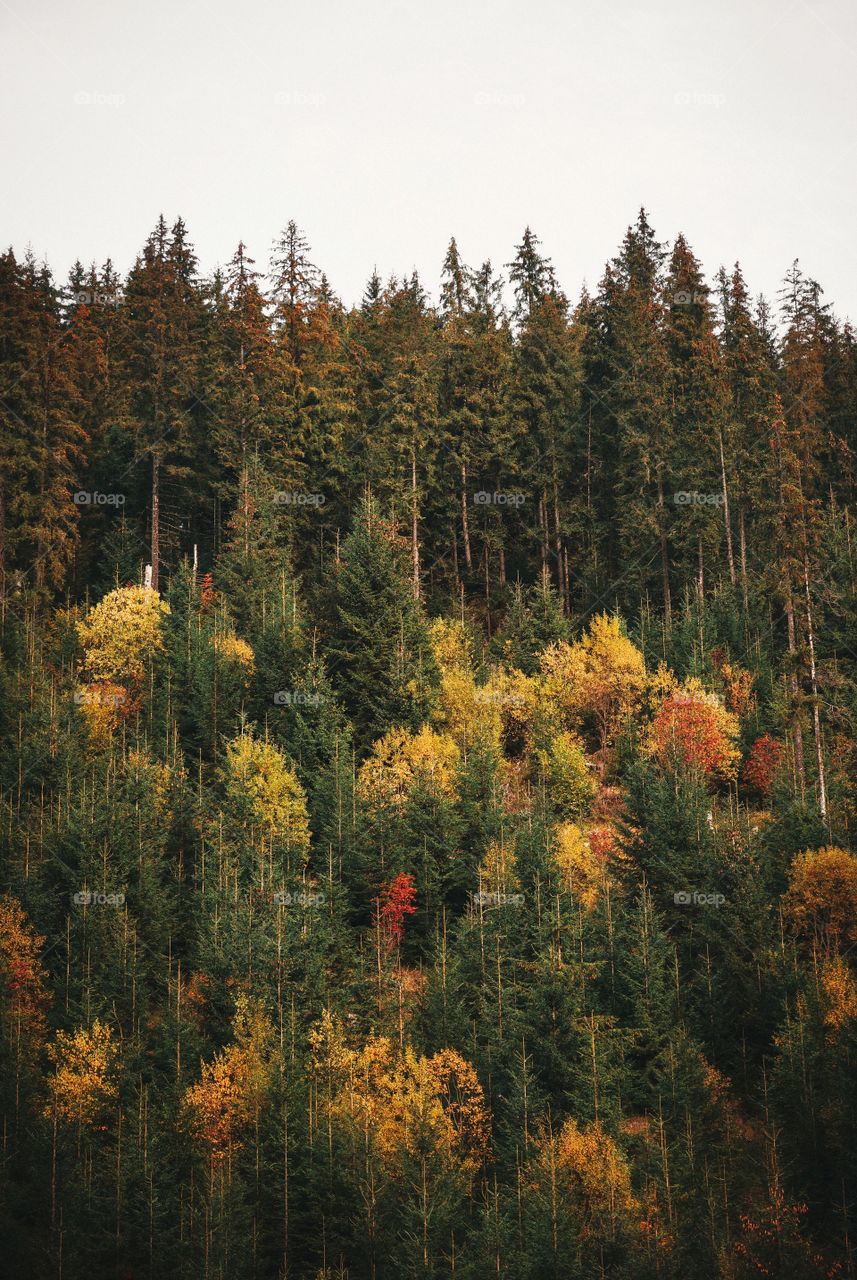 Colorful pine trees