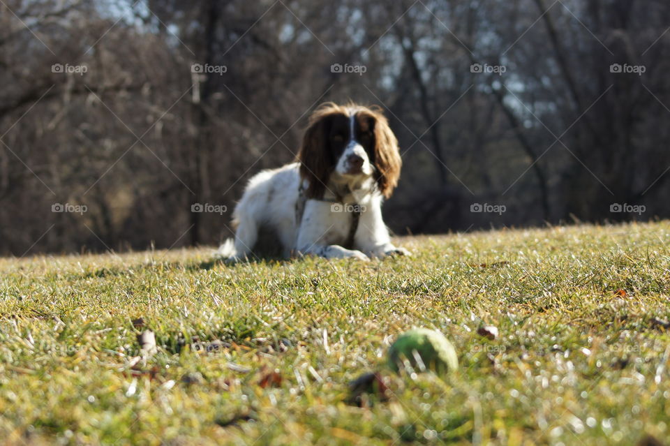 Dog staring down tennis ball