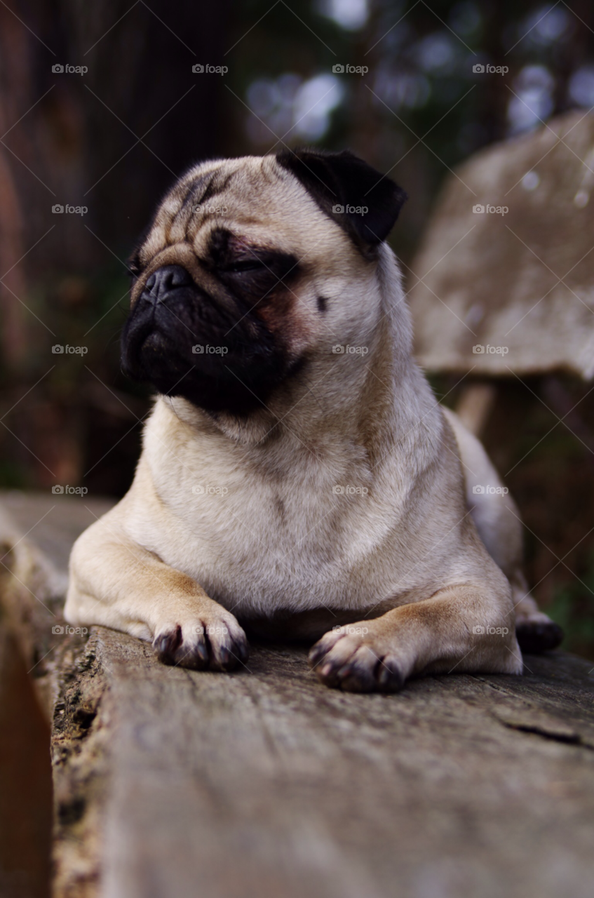 hund dreaming pug mops by jessyblue