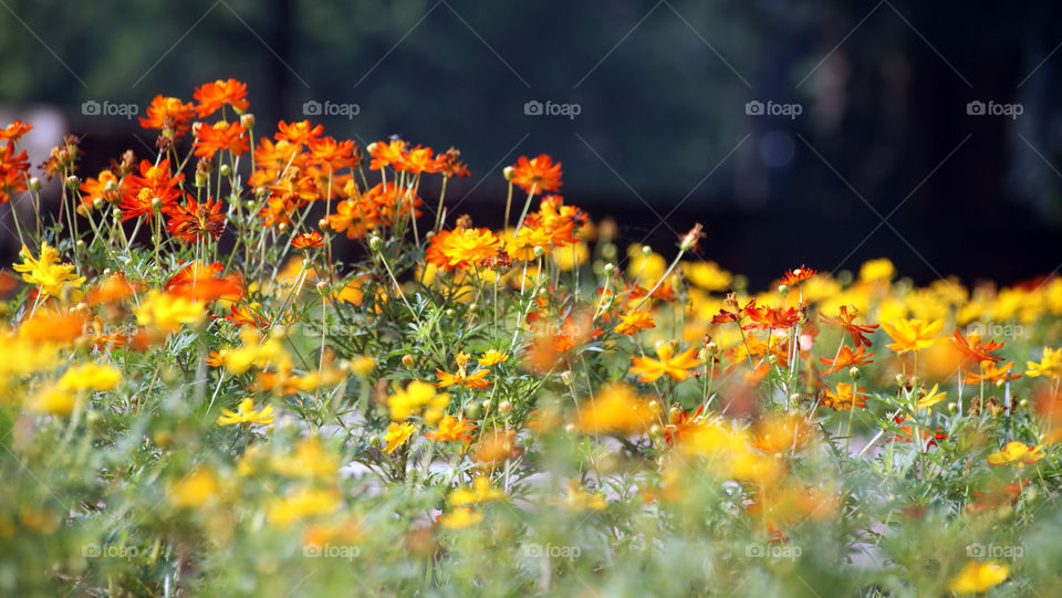 Orange the colour of joy, optimism and courage.