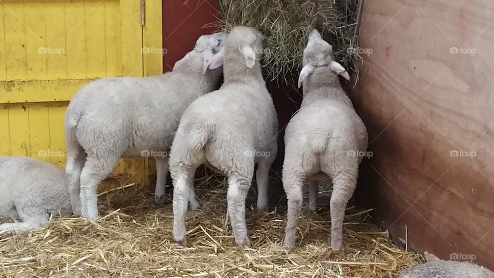 Three little sheep