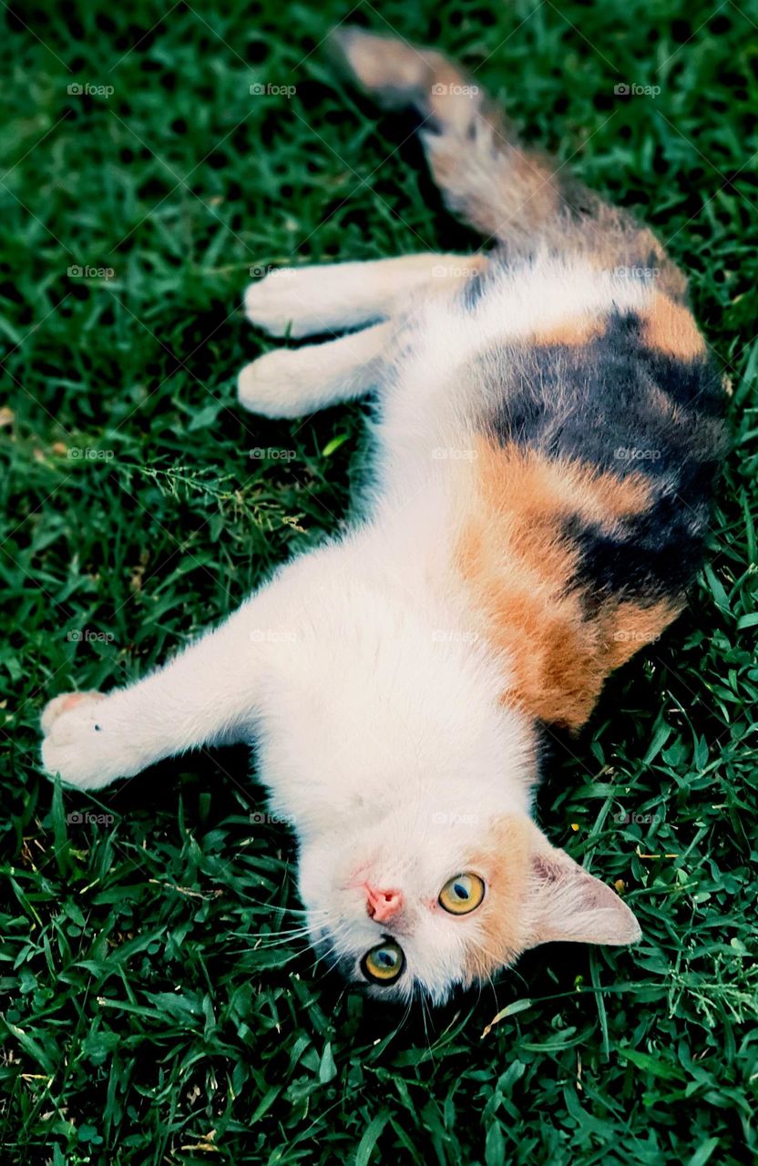 Calico Cat on the Grass