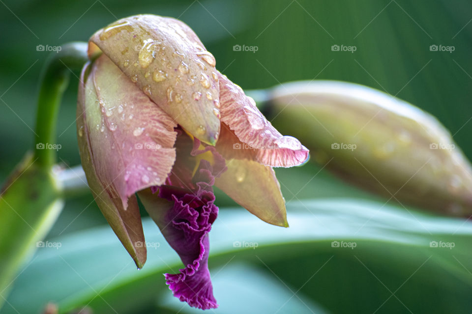 Orquídea/Orchid.