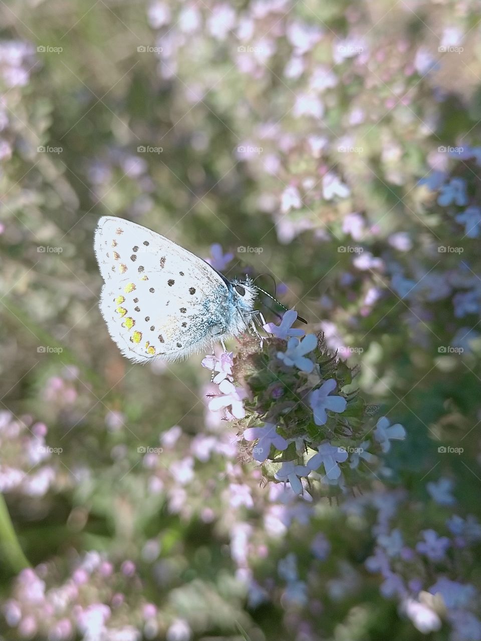 butterfly's dinner in the South