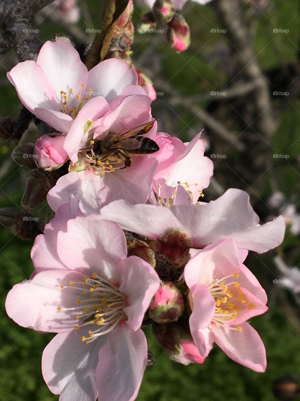 Bee foraging almond tree flowers