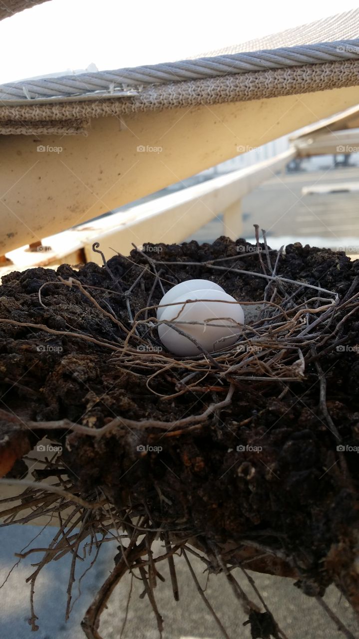 Birds eggs in the nest at my vehicle parking shed