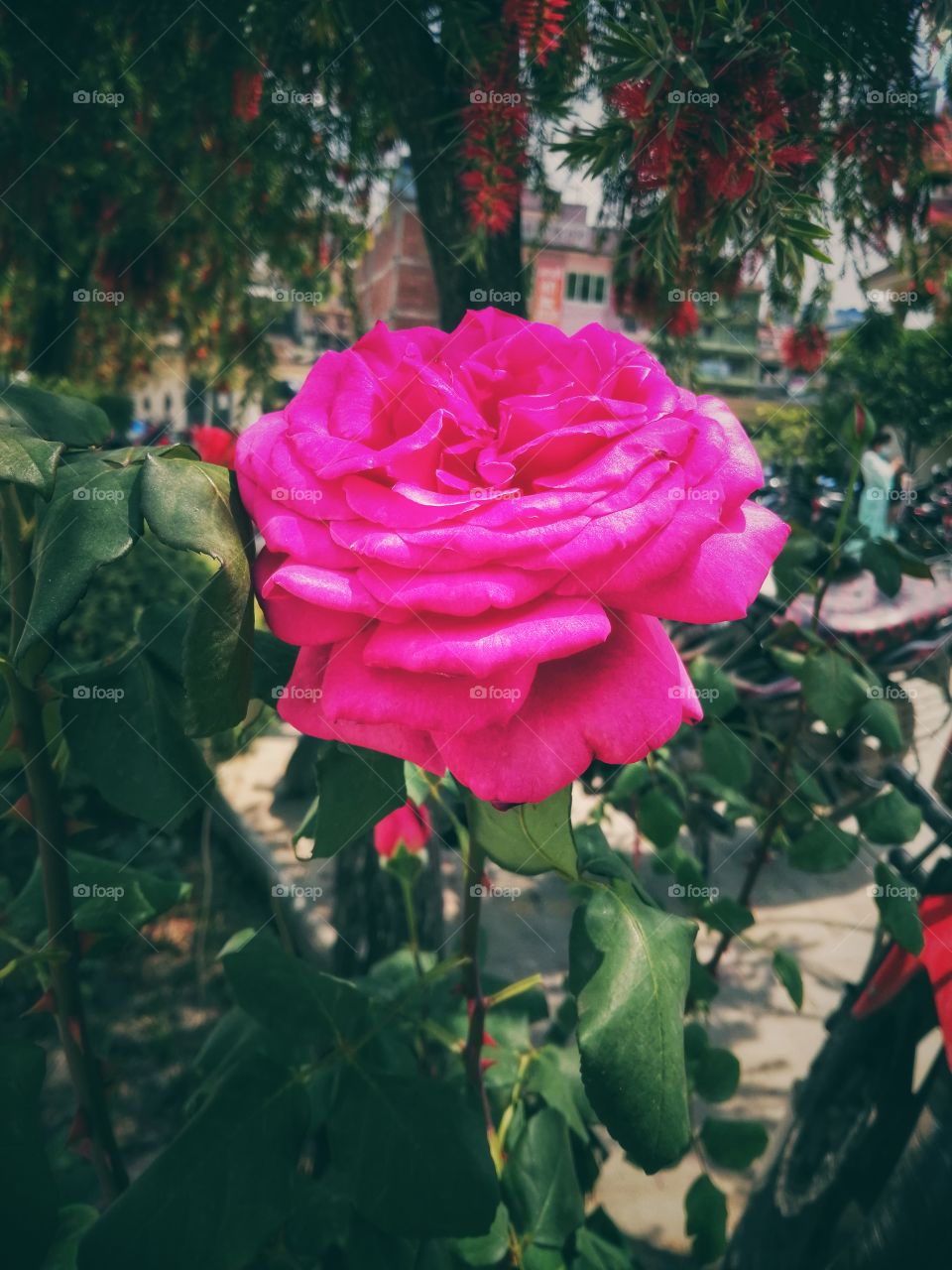 Flower Rose