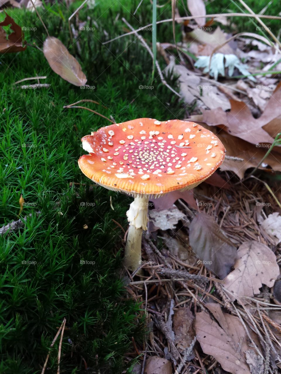 toadstool. toadstool in the forest