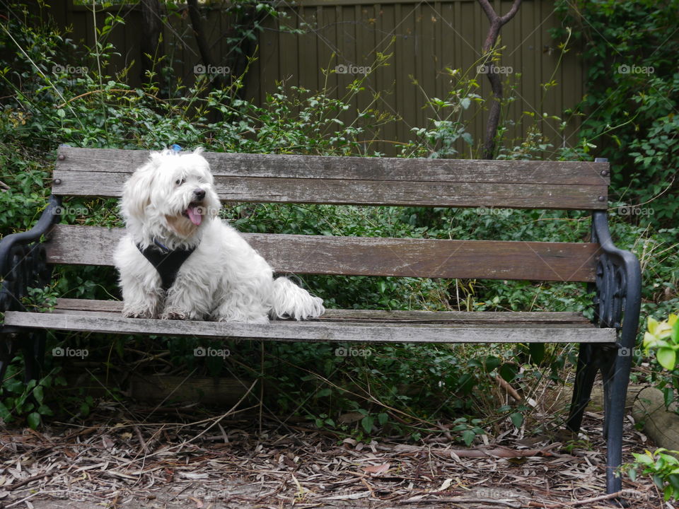 Dog on Park Bench