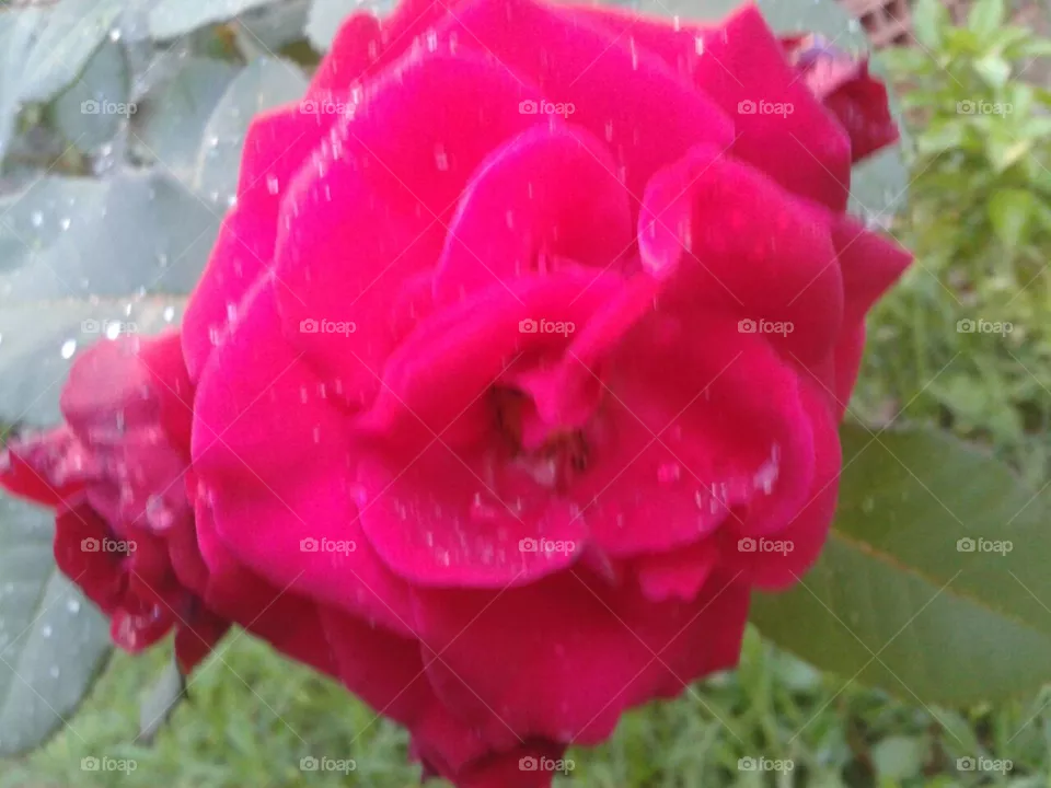 Flor
