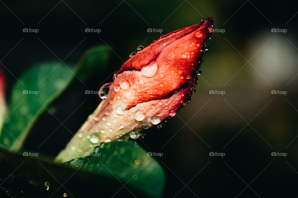 Artistic photos of flowers after the rain