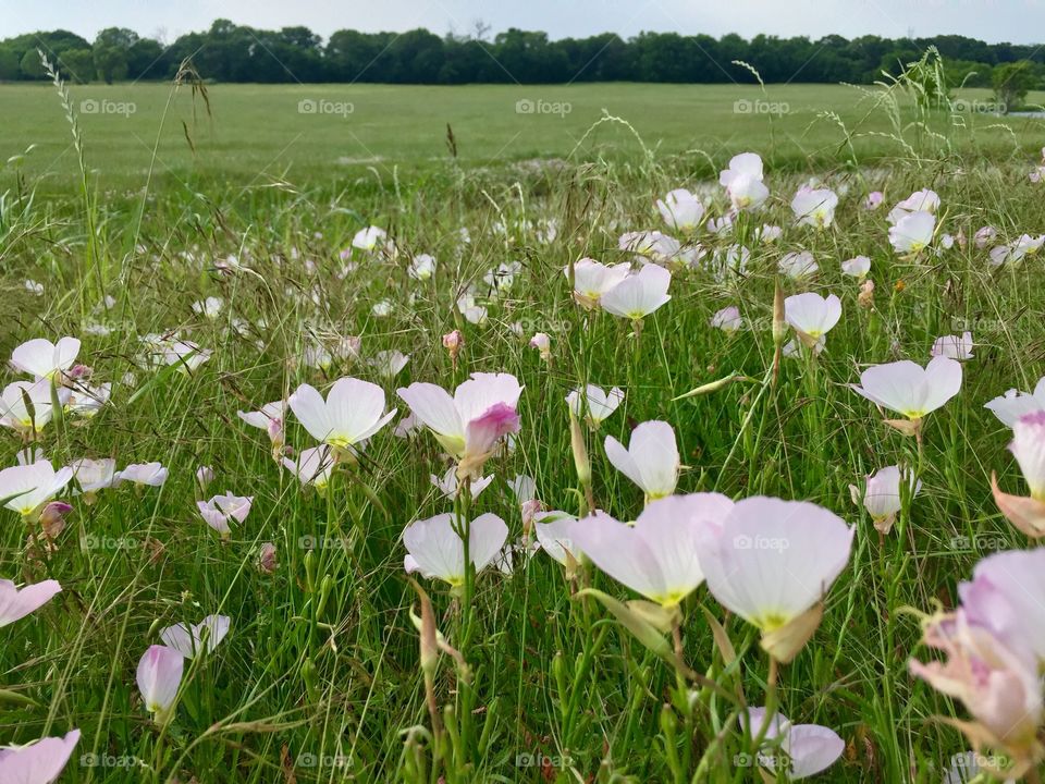 Grass, Flower, Hayfield, Field, Nature