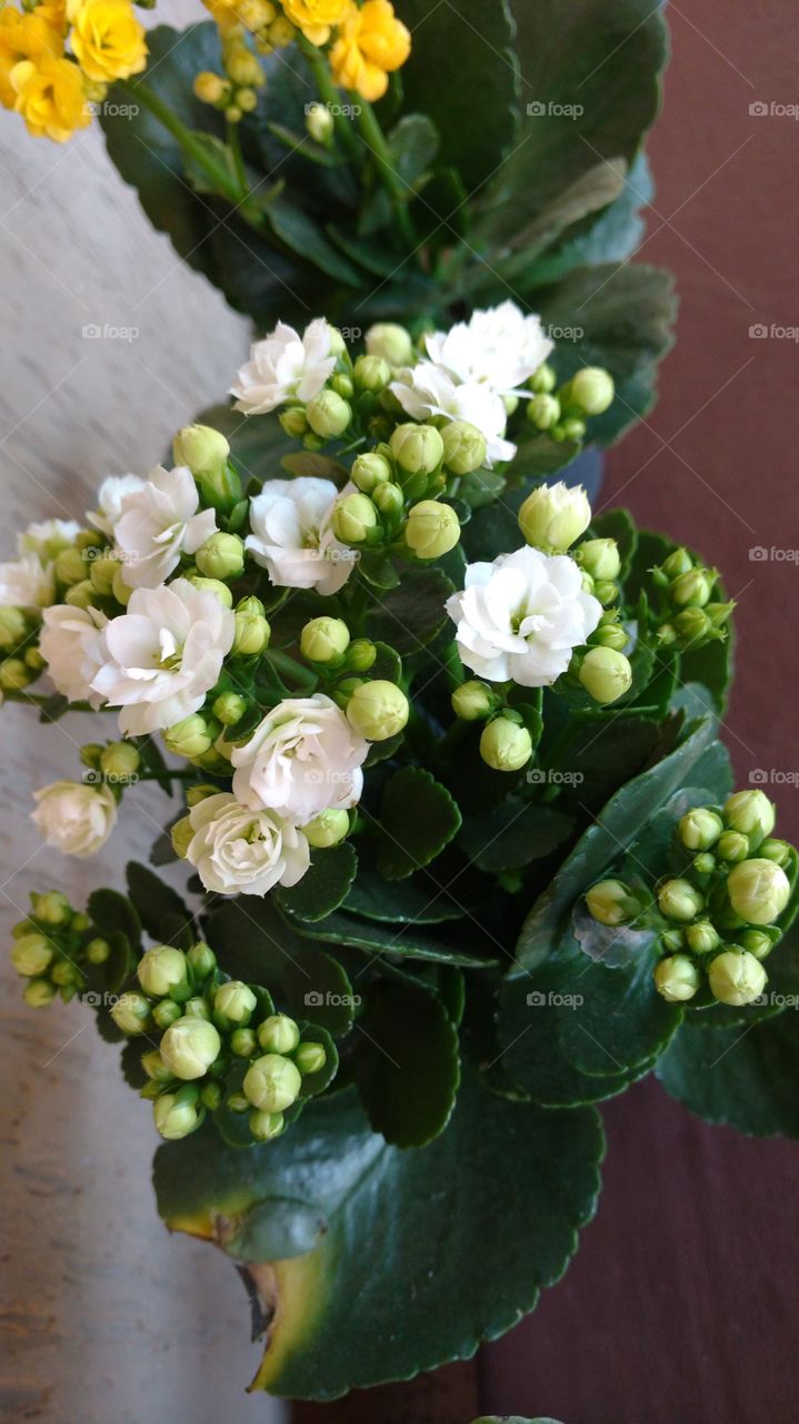 Pequenas flores brancas com seus botões esverdeados.