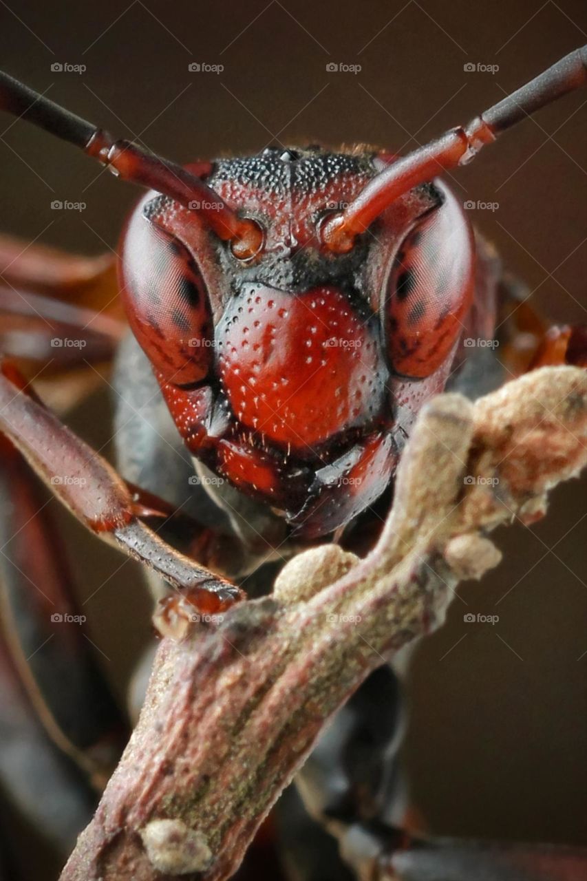 angry face of vespa wasps