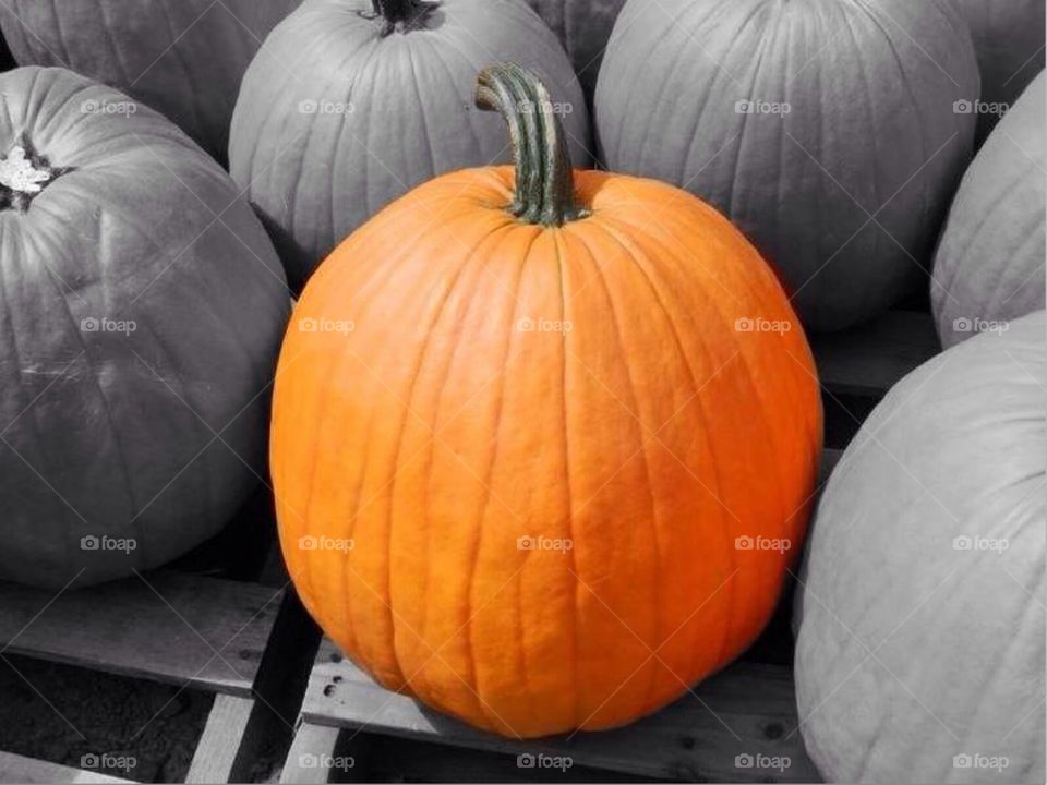 Pumpkin