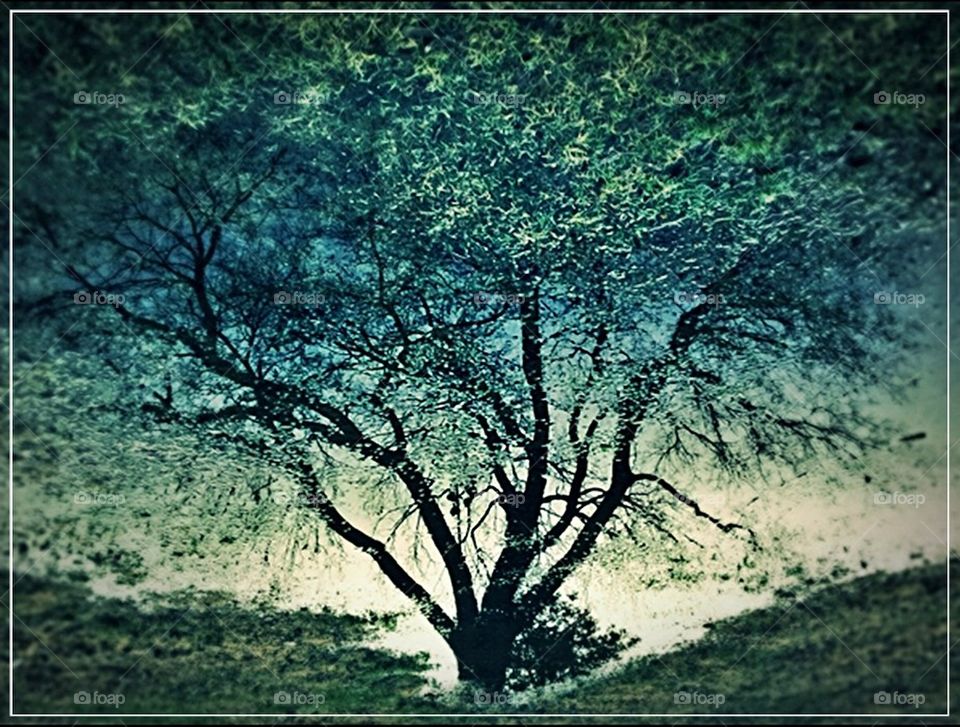 Tree reflecting and puddle