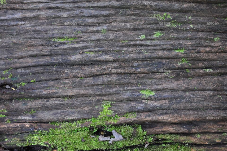 Wood background with green moss texture.