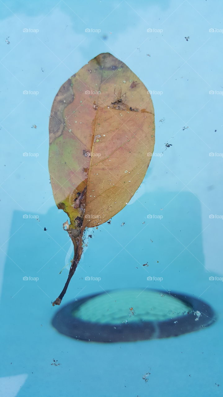 floating pool leaf