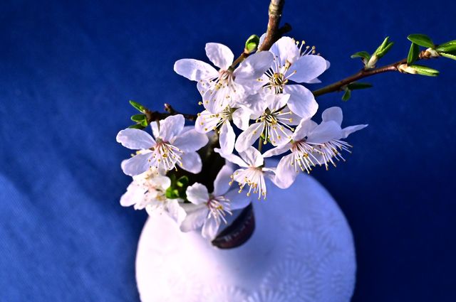 white on blue