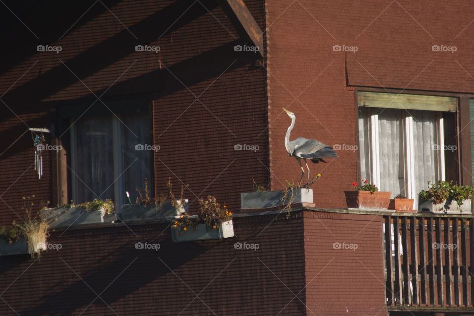 Blue Heron. Hungry bird on balcony.