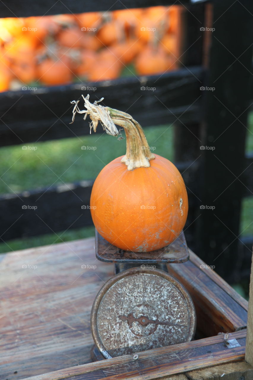 Pumpkin on Scale
