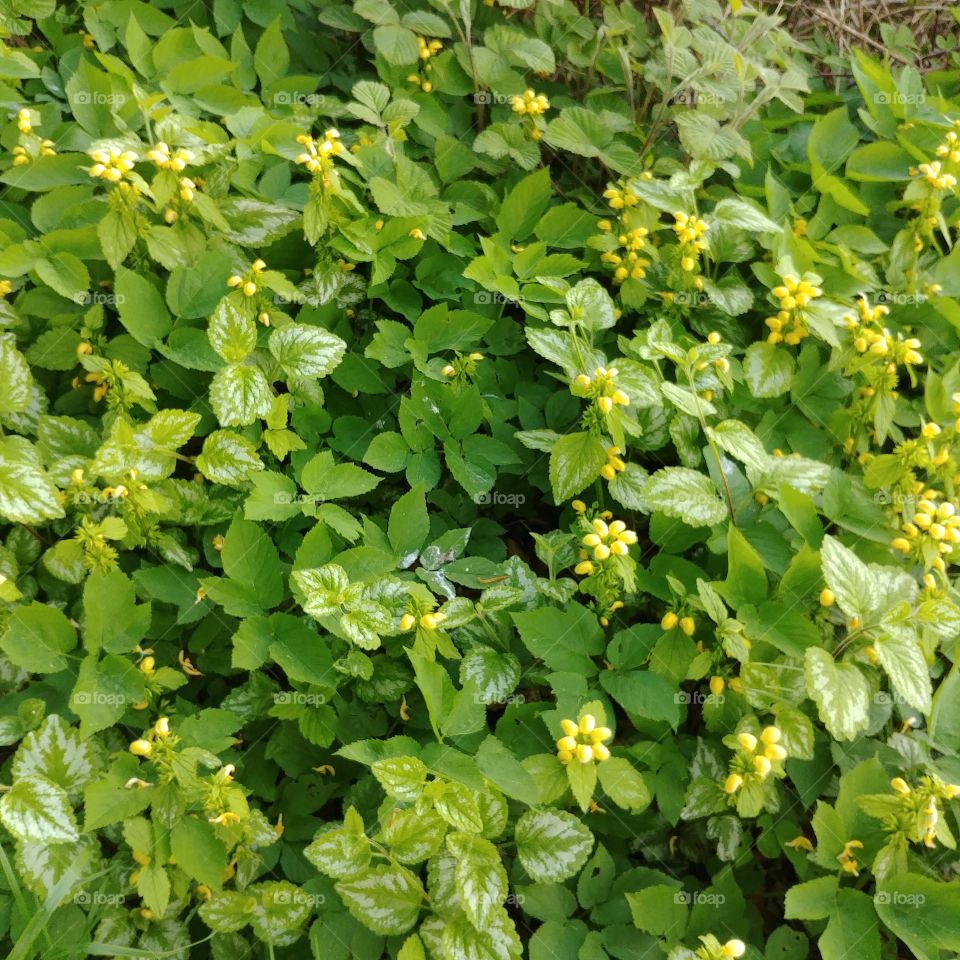 Leaf, Flora, Nature, Flower, Growth
