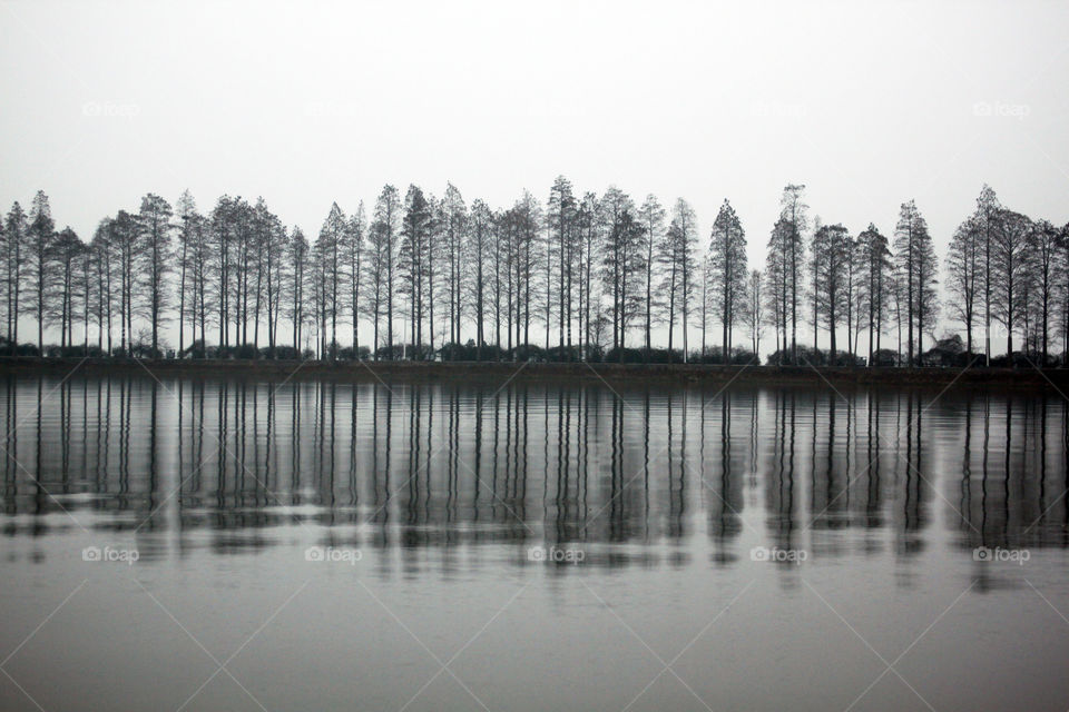 Trees reflecting on east lake