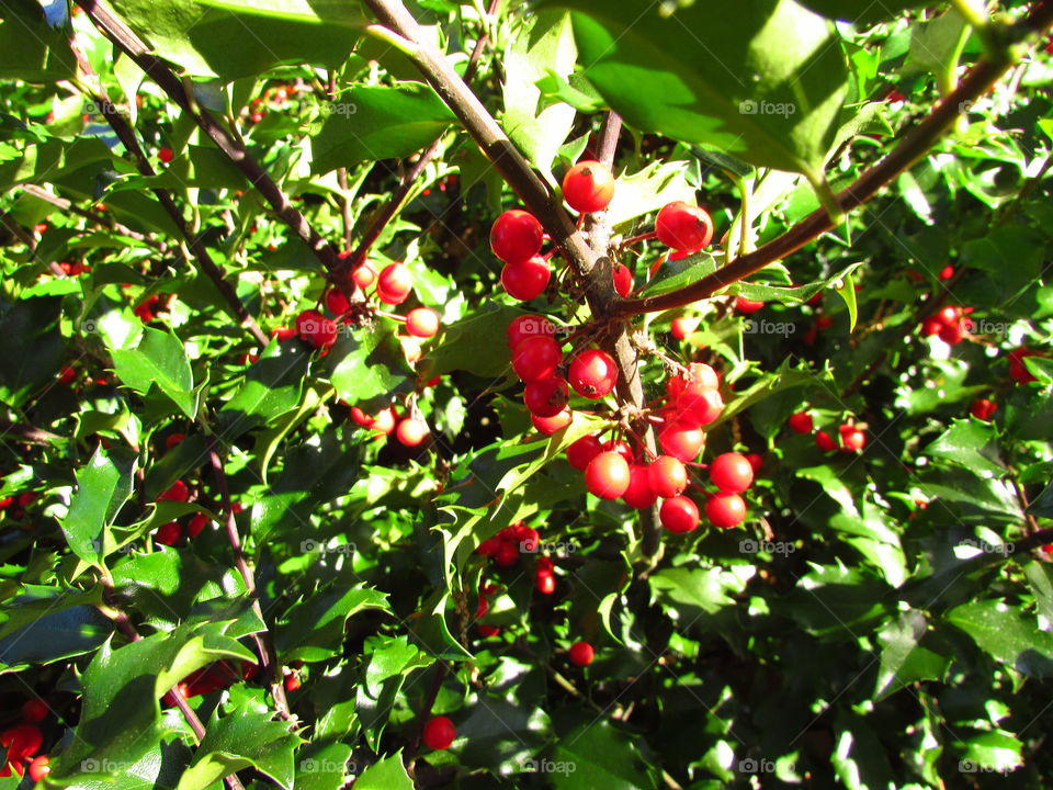 Ripe holly bush with berries