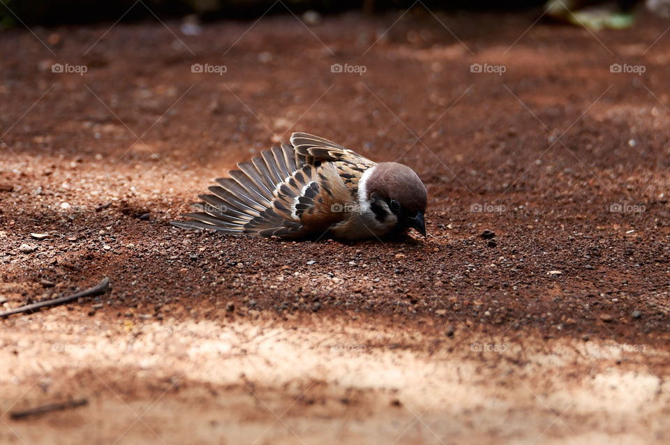 sparrows play on the ground