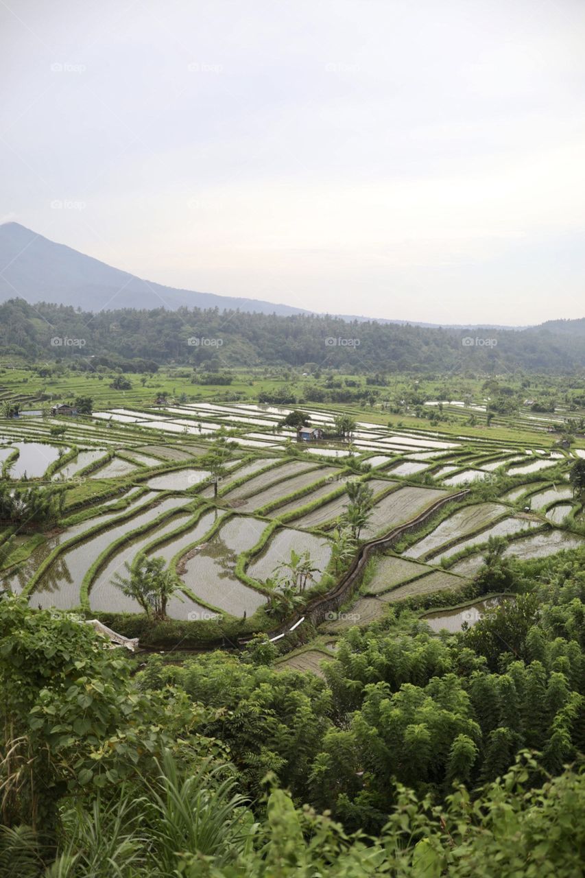 Rice fields after sunrise in Bali, Indonesia. 