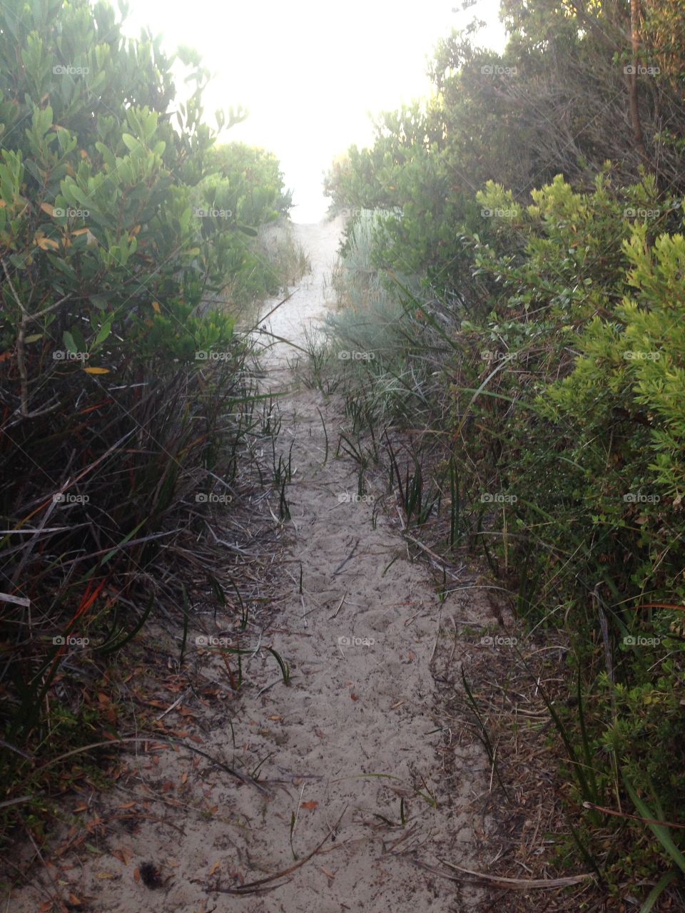 Path to isolated beach in Australia through sand dunes shrub