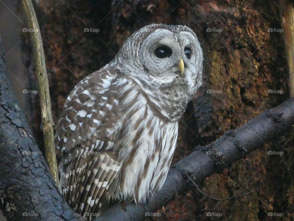 Barred owl 2