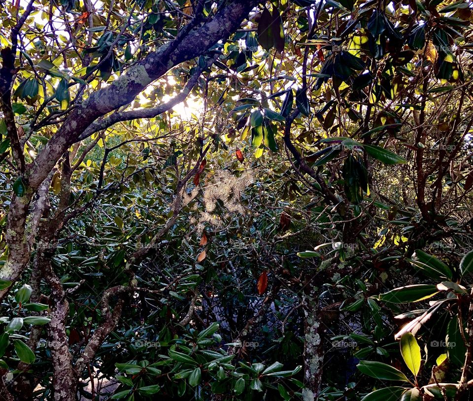 Tropical foliage and backlit spiderweb 