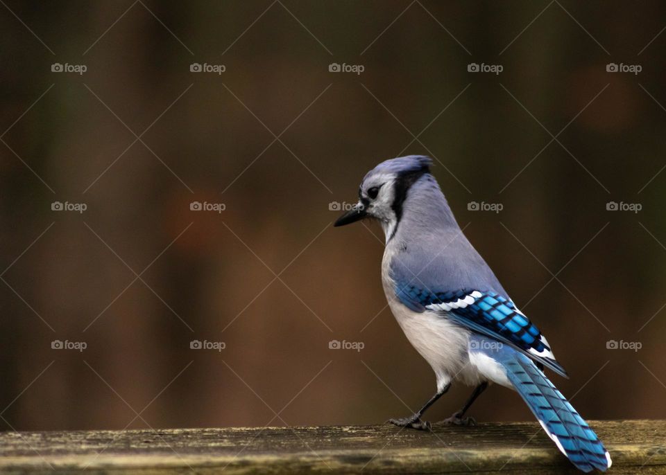 Stunning Blue Jay