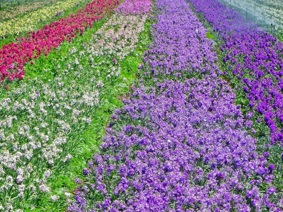 Flower Cultivation. Colorful Rows Of Decorative Flowers Grown In A Nursery Garden
