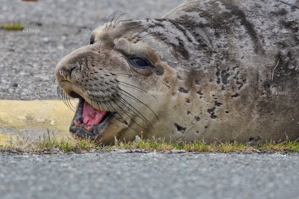 Elephant seal