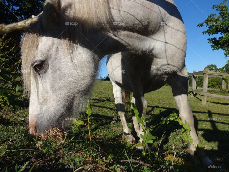 Majestic horses